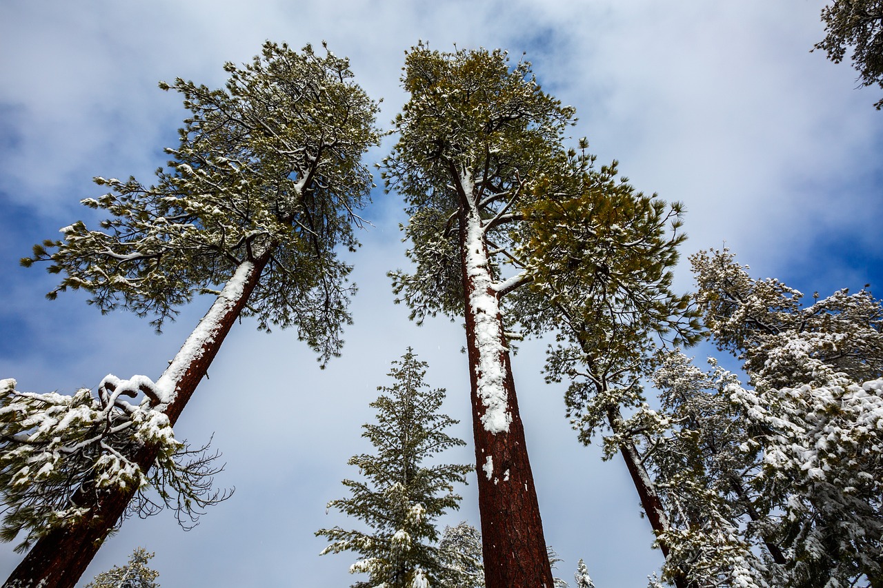 Exploring the Redwood Forests of Humboldt Redwoods State Park